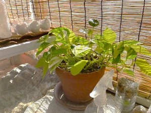 1215水上　卵の殻 (2)