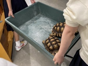0605水上　生物部カメ