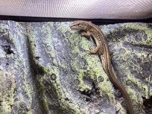 0610水上　カナヘビ