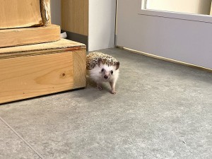 0909水上　ハリネズミ