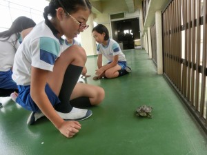 カメの散歩修正