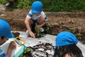 苗植え