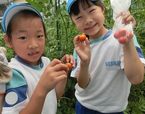 トマト収穫