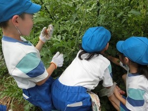 野菜収穫