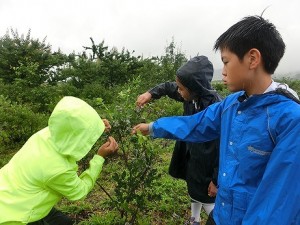 石田観光農園