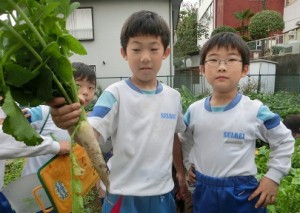 ダイコンの間引き