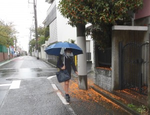 キンモクセイの花びら