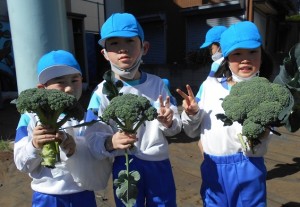 秋野菜の収穫２