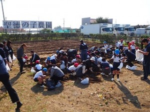 保護者の皆様とのサツマイモ掘り