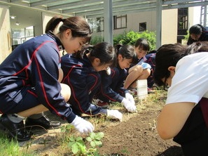 学校が始まりました