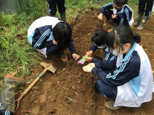 小松菜の種植え