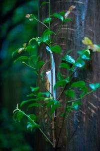 IMG_3526