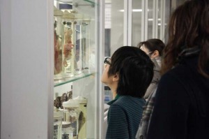 説明会後は校内ご案内。生物実験室の標本にみんな釘付け！
