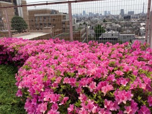 IMG_1295