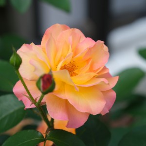 DSCF3184 - コピー