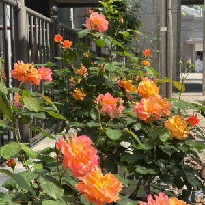 IMG_8707 - コピー