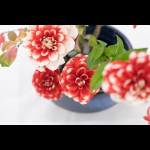 DSCF3617 - コピー