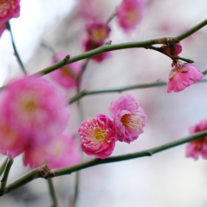 DSCF2265 - コピー