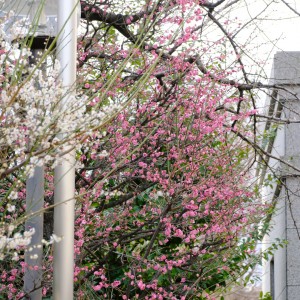 DSCF2317 - コピー