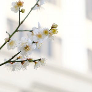 DSCF2333 - コピー