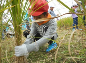 [体験]　自然の恵みを自ら刈り取る貴重な経験…４年生　農業体験学習＜稲刈り編＞