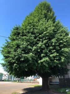 東星学園　大矢正則校長　清瀬　私立　小学校　おうちで○○チャレンジPart.1～その前に～(1)