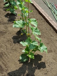 東星学園 校長・大矢正則 清瀬　私立　小学校　待ってました！(2)