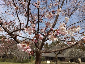清瀬　私立　小学校　東星学園　大矢正則校長　５年生遠足(3)