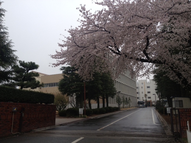 桜の木