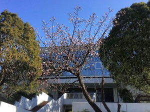 01.20210121・01早咲き桜a