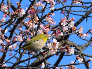 02.20210120・03早咲き桜と鳥a