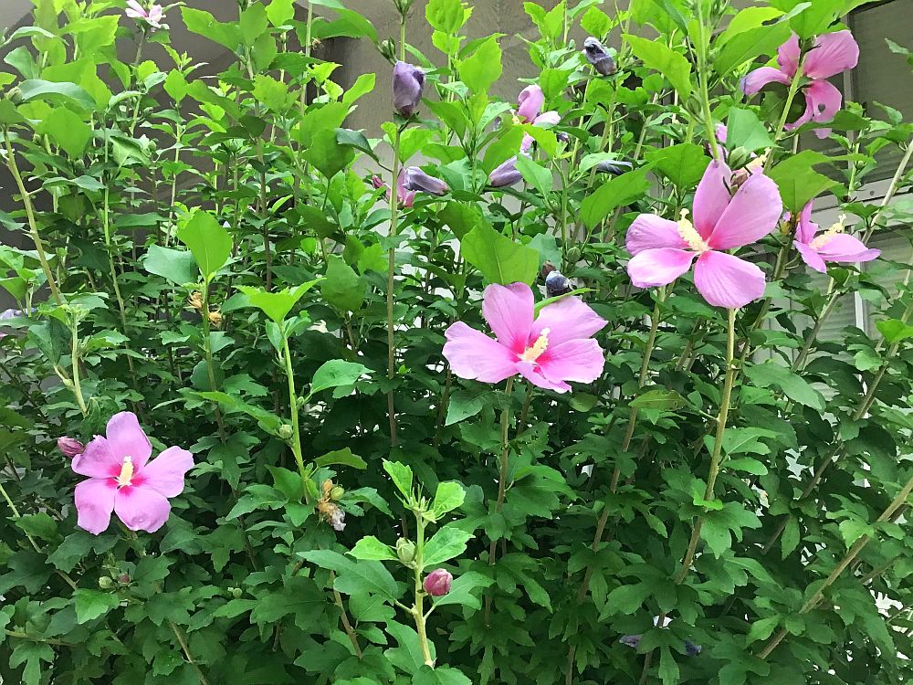 20210727・02ムクゲa