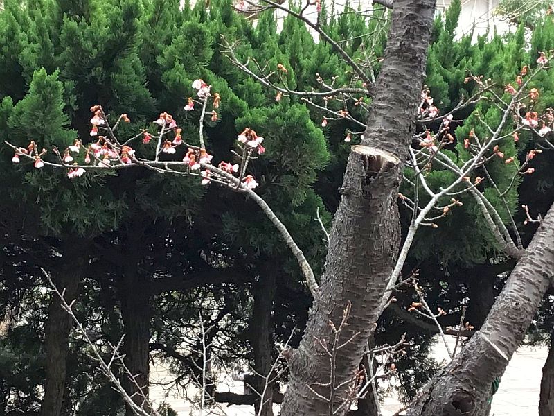 20220111・02カンヒザクラ・早咲きの桜a