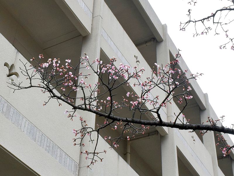20220111・03カンヒザクラ・早咲きの桜a