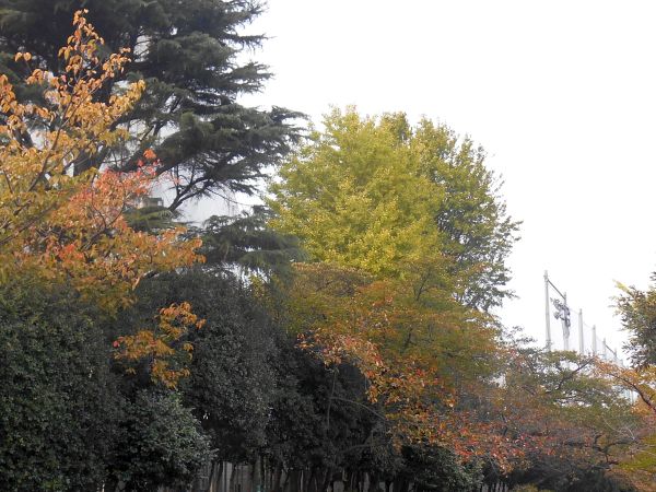 20241105･01紅葉a6