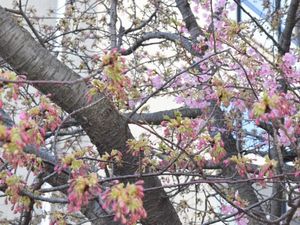 20250226･04早咲き桜a3