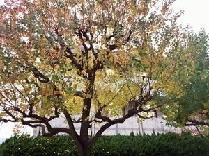 20251125･01紅葉a3