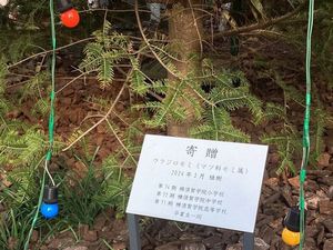 20251119･02ｸﾘｽﾏｽﾂﾘｰa3