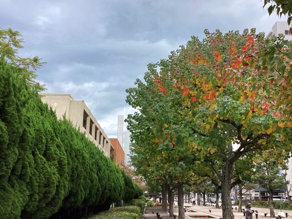 20251110紅葉ﾌﾟﾛﾑﾅｰﾄa6