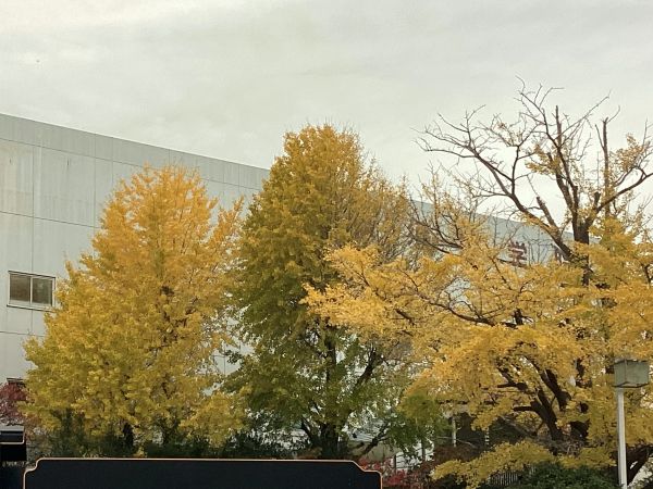 20251125・02紅葉a6