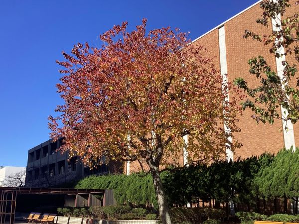 20251204中高ﾃｽﾄ･紅葉a6