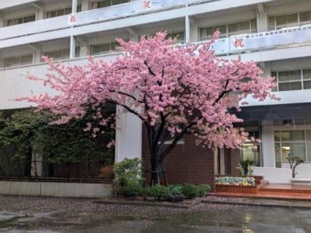 20260225･02早咲きサクラb45