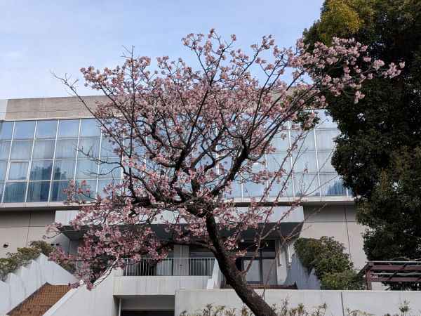 20260205･02早咲きサクラa6