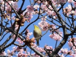 20260205･04早咲きサクラa3