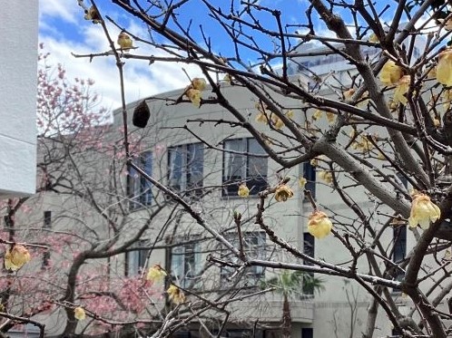 20260304･02ﾛｳﾊﾞｲa6b5