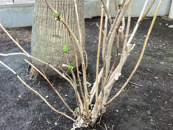 20230206･01ｱｼﾞｻｲ新芽a6