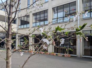 20260422･02期生卒業記念樹0300a35