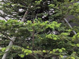 20260504･02卒業記念樹ｳﾗｼﾞﾛﾓﾓﾐa3