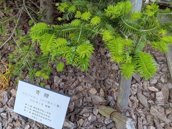 20260504･01卒業記念樹ｳﾗｼﾞﾛﾓﾓﾐa6
