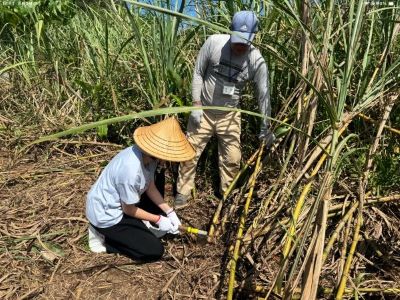20260526･11中3沖縄総合学習週間･ｻﾄｳｷﾋﾞa4